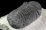 Bargain, Austerops Trilobite - Morocco #67874-4